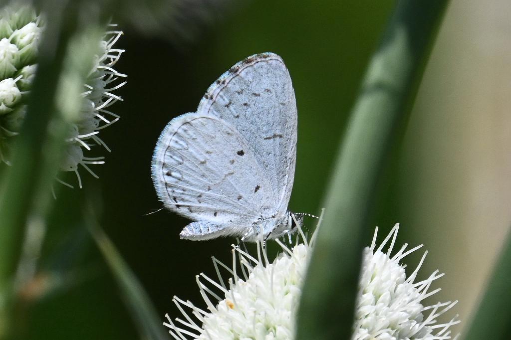 2025-08080044 Tower Hill Botanaic Garden, MA.JPG - Summer Azure Butterfly (Celastrina neglecta) on Rattlesnake Master. New England Botanic Garden at Tower Hill, MA, 8-8-2025